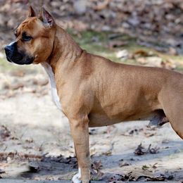 American Staffordshire Terriers from Aiyana Amstaffs