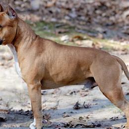 American Staffordshire Terriers from Aiyana Amstaffs
