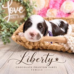 Liberty - Tri-color female Australian Labradoodle puppy in Taylor, Michigan from Mi Best Doodle Ever, LLC