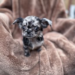 Duke Merle - Merle male Chihuahua puppy in Brooklyn, New York from Cuties 4 You