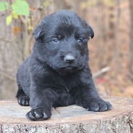 Fenrir - Black male German Shepherd puppy in Louisburg, North Carolina from Raven Oak's Shepherds & Dachshunds