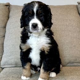 Bernedoodle puppies from Vidadoodle