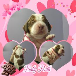 Baby Ruth - Liver white and tan female English Springer Spaniel puppy in Westover, Maryland from Sterling's springer Haven