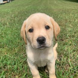 Black collar - Yellow male Labrador Retriever puppy in Dayton, Tennessee from Whiskey Mountain Labradors