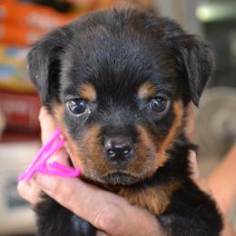 PINK COLLAR - Black and mahogany female Rottweiler puppy in Dawson Springs, Kentucky from Lakeview Rottweilers