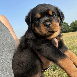 Rottweiler Puppies from Bella Bowe Champion Import Rottweilers