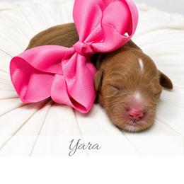 Yara - Red  female Goldendoodle puppy in State Road, North Carolina from Must Love Doodles