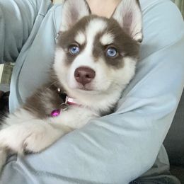 Pomsky Puppies from Pixie Pomsky