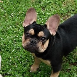Louie - French Bulldog
