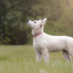 Hot Pink collar - White Berger Blanc Suisse puppy in New Hampshire from Kennel Sons Of North