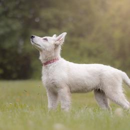 Hot Pink collar - White Berger Blanc Suisse puppy in New Hampshire from Kennel Sons Of North