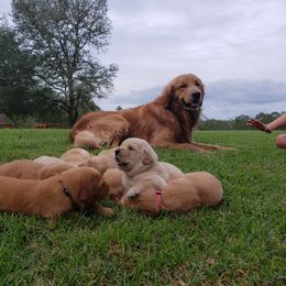 Goldendoodle and Golden Retriever Puppies from A Golden Summer