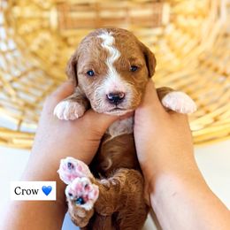 Crow - Red  male Goldendoodle puppy in Kissimmee, Florida from Poodle Doodle Kennels