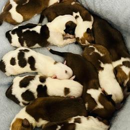 Girl 1 - Fawn female Pembroke Welsh Corgi puppy in Brookhaven, Mississippi from Beemer Corgis