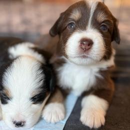 Breeze - Red tri-color female Miniature American Shepherd puppy in Phoenix, Arizona from Outlaw Minis