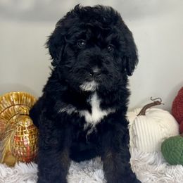 Boy 1 - Black and white male Bernedoodle puppy in Russiaville, Indiana from Pleasant Creek Minibernedoodles
