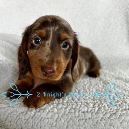 Dachshund Puppies from 2 Knights Doxies