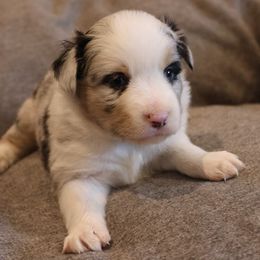 Boy 2 - Miniature Australian Shepherd puppy in Duncan, Arizona from Kennedy Farms