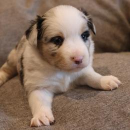 Boy 2 - Miniature Australian Shepherd puppy in Duncan, Arizona from Kennedy Farms