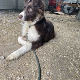 Red - Red tri-color male Australian Shepherd puppy in Belmont, Vermont from Pennyrile Australian Shepherds