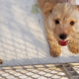 Scottish Terrier Puppies from Hyland Lake Scotties