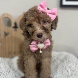 Ember-Pink Collar - Chocolate merle female Bernedoodle puppy in Oak Hills, California from High Desert Doodles