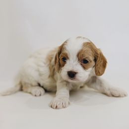 Cavapoo puppies from Canterbury Canines