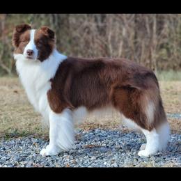 Cowgirl - Chocolate female Border Collie puppy in Dunn, North Carolina from Coylety Border Collies