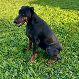 Kimber - Doberman Pinscher