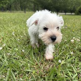 Sugar - White female Miniature Schnauzer puppy in Jayess, Mississippi from Barbara Clark