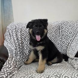 Purple Collar - Black and tan female German Shepherd puppy in Louisville, Ohio from Crooked River German Shepherds