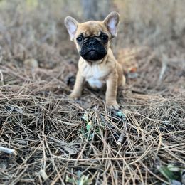 Fawn boy - Fawn male French Bulldog puppy in Nevis, Minnesota from Faithful Acres French Bulldogs