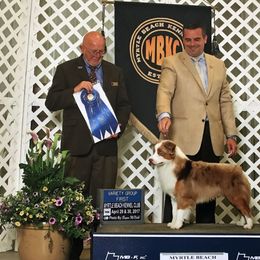 Cinch - Miniature American Shepherd