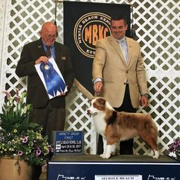 Cinch - Miniature American Shepherd