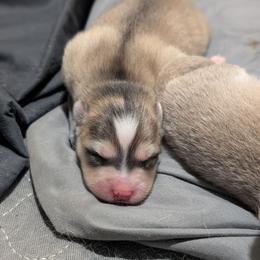 Silver Wolf Sable - Wolf sable male Pomsky puppy in Hurleyville, New York from My Crazy Pomskys