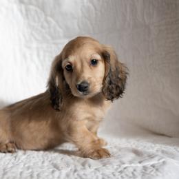 Odin 5000 - Cream male Dachshund puppy in Crystal, Michigan from Mare-bella Dachshunds