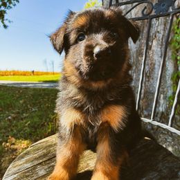 Elijah (blue) - Black and red male German Shepherd puppy in Union City, Ohio from Heaven’s Angels