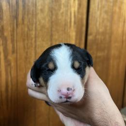 Greater Swiss Mountain Dog Puppies from Woodland Swissie’s
