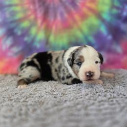 Aphrodite - Blue merle female Miniature Australian Shepherd puppy in Church Hill, Tennessee from Hippie Dog Haven