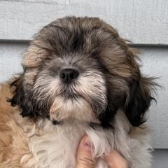 Chestnut - Brown and white male Shichon puppy in Kent, Washington from Mad Hatter Farm
