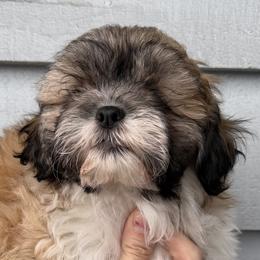 Chestnut - Brown and white male Shichon puppy in Kent, Washington from Mad Hatter Farm