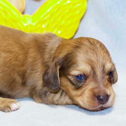 Largo - Cream male Dachshund puppy in Bellville, Ohio from JK Mini Doxies