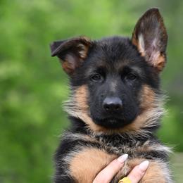 Roselyn - Black and red female German Shepherd puppy in Azle, Texas from Nuckols-Alsup Canines German Shepherds