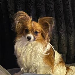 Kisses - White and sable female Papillon puppy in Bradyville, Tennessee from Pinnacle Papillons