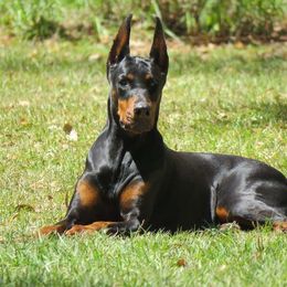 Doberman Pinscher All Grown Up from Debi Cruz