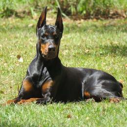Doberman Pinscher All Grown Up from Debi Cruz