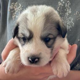 Boba - White and badger male Great Pyrenees puppy in Murfreesboro, Tennessee from Storybook Tails Farm