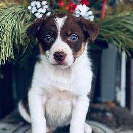 Trix X Latch - Girl 2 - Red and white - White and red female Border Collie puppy in Minden, Iowa from Rocking N Registered Border Collies & Labradors
