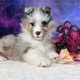 Misty - Blue merle white and tan female Shetland Sheepdog puppy in Elk, Washington from Asgard Shetland Sheepdogs