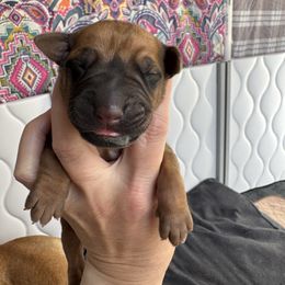 Boy 1 - Wheaten blk nose male Rhodesian Ridgeback puppy in Cuyahoga Falls, Ohio from Fisher’s Rhodies